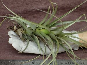 Tillandsia latifolia 'Prolifera' チランジア・ラティフォリア プロリフェラ★エアプランツTI