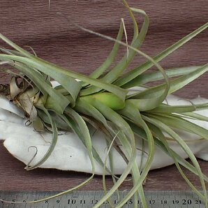 Tillandsia latifolia 'Prolifera' チランジア・ラティフォリア プロリフェラ★エアプランツTIの画像1