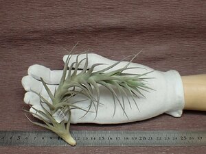 Tillandsia bergeri 'Grisea'chi Ran jia* bell geli Gris sea* air plant PR