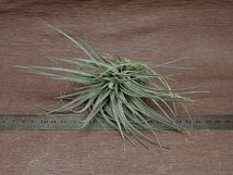 Tillandsia 'Houston Red Princess' チランジア ヒューストンレッドプリンセス★エアプランツPR_画像3