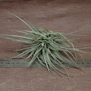 Tillandsia 'Houston Red Princess' チランジア ヒューストンレッドプリンセス★エアプランツPRの画像3