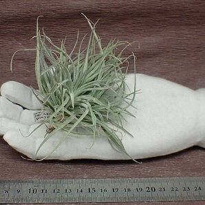 Tillandsia 'Cotton Candy' チランジア コットンキャンディ★エアプランツPRの画像1