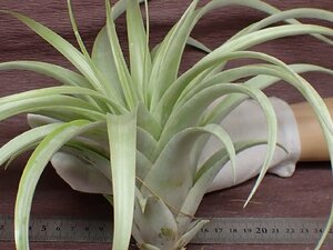 Tillandsia capitata 'Giant White'chi Ran jia*kapita-taja Ian to white * air plant TI