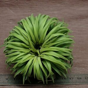 Tillandsia ionantha Guatemala Giant23 チランジア・イオナンタ グアテマラ ジャイアント■エアプランツKKの画像3