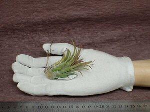 Tillandsia ionantha 'Curly Giant' チランジア・イオナンタ カーリージャイアント■エアプランツTI