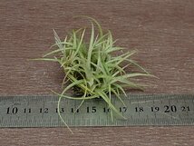 Tillandsia macbrideana x T.paleacea チランジア・マックブリデアナxパレアセア■エアプランツTI_画像3