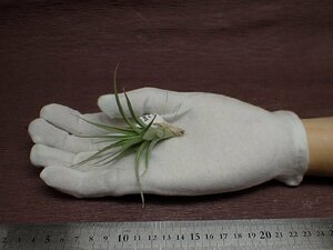 Tillandsia bergeri チランジア・ベルゲリ●エアプランツTR