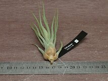 Tillandsia pruinosa Hybrid チランジア・プルイノーサ ハイブリッド●●エアプランツEP_画像3