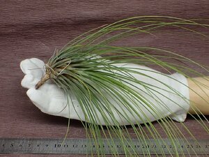 Tillandsia juncifolia チランジア・ジュンシフォリア★エアプランツJD