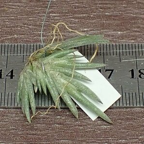 Tillandsia capillaris compact form チランジア・カピラリス コンパクトフォーム■エアプランツPRの画像3