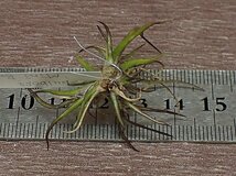 Tillandsia bulbosa 'Mini Brazil' チランジア・ブルボーサ ミニブラジル■エアプランツTI_画像2