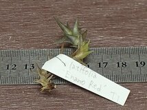 Tillandsia latifolia 'Enano Red' チランジア・ラティフォリア エナノレッド■エアプランツTI_画像2