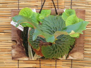 P. Madagascariense safety size mada gas kalien se staghorn fern ajianjijii Asian jijii