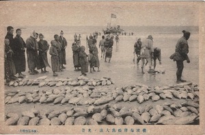 Z0125〔絵葉書〕戦前 磯浜海岸松魚(カツオ)大漁ノ光景 少痛み等が有ります。