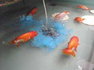 * bargain sale { fishes. production egg net ( L L ) } 0050 * LL3000