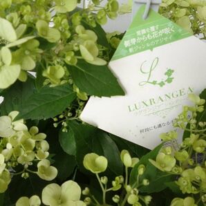 ◆新芽が芽吹いてきました◆大苗◆お色変わりが楽しめる紫陽花◆ライムグリーン シャンデリーニ◆ラグランジア◆プレゼント