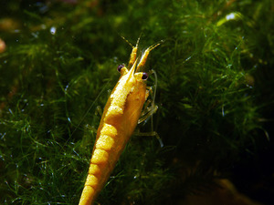  yellow stripe shrimp 20 pcs 