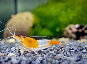  orange ru Lee shrimp 20 pcs 