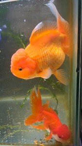【最後の出品!!】オランダ獅子頭の稚魚20匹＋α 約１センチから1.5センチほど 可愛い 綺麗 極上 金魚 【Happy aquarium】