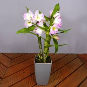 【一起園芸】デンドロビュウム「リセ」鉢花04◆可愛らしい蘭花◆の画像6