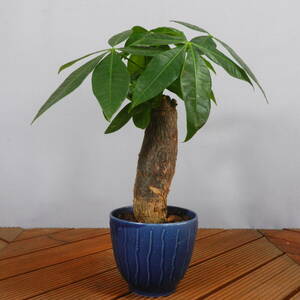 [ one . gardening ] pakira ceramics pot *. leaf pot 01* shape excellent .. leaf pot. *