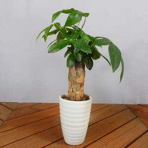 [ one . gardening ] pakira ceramics pot *. leaf pot 03* shape excellent .. leaf pot. *