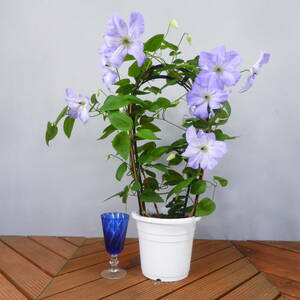 【一起園芸】クレマチス・ビチセラ系「シーブリーズ」◆形良好な鉢花です◆