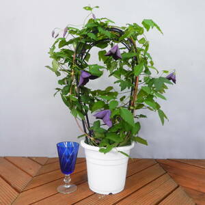 【一起園芸】クレマチス・ビチセラ系「ブラックプリンス」◆形良好な鉢花です◆