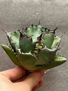 多肉植物　【特選】　アガベ　agave titanota チタノタ『黑鯨』　5