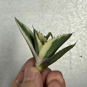 多肉植物 【特選】 アガベ agave titanota チタノタ『スナグルトゥース』 1の画像1