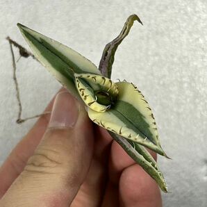 多肉植物 【特選】 アガベ agave titanota チタノタ『スナグルトゥース』 1の画像5