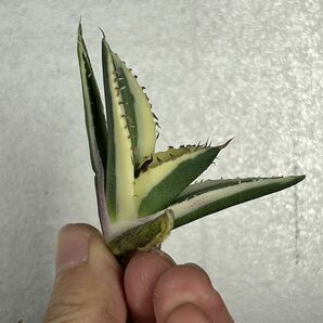 多肉植物 【特選】 アガベ agave titanota チタノタ『スナグルトゥース』 1の画像7