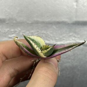 多肉植物 【特選】 アガベ agave titanota チタノタ『スナグルトゥース』 7の画像5