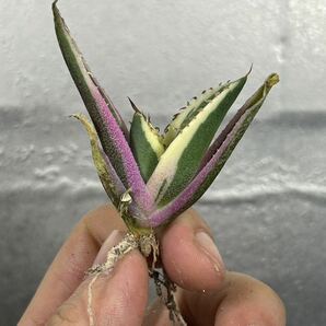 多肉植物 【特選】 アガベ agave titanota チタノタ『スナグルトゥース』 7の画像1