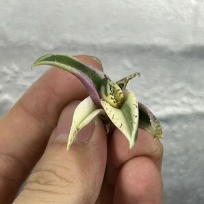 多肉植物 【特選】 アガベ agave titanota チタノタ『スナグルトゥース』 10の画像3