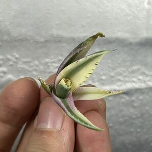 多肉植物 【特選】 アガベ agave titanota チタノタ『スナグルトゥース』 10の画像2