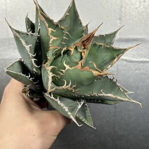 多肉植物 【特選】 アガベ agave titanota チタノタ『海王』 1の画像2