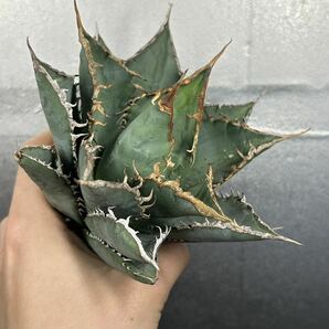 多肉植物 【特選】 アガベ agave titanota チタノタ『海王』 1の画像4