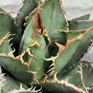 多肉植物 【特選】 アガベ agave titanota チタノタ『海王』 1の画像8