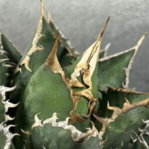 多肉植物 【特選】 アガベ agave titanota チタノタ『海王』 11の画像5