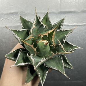多肉植物 【特選】 アガベ agave titanota チタノタ『海王』 11の画像4