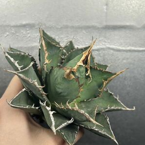 多肉植物 【特選】 アガベ agave titanota チタノタ『海王』 13の画像2