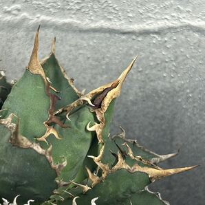 多肉植物 【特選】 アガベ agave titanota チタノタ『海王』 13の画像7