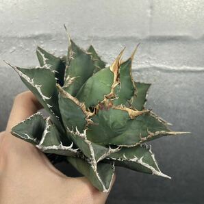 多肉植物 【特選】 アガベ agave titanota チタノタ『海王』 13の画像3