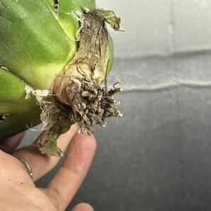 多肉植物 【特選】 アガベ agave titanota チタノタ『白鯨』 の画像9