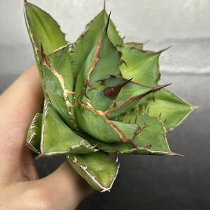 多肉植物 【特選】 アガベ agave titanota チタノタ『宝珠』 強棘 2の画像2