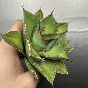 多肉植物 【特選】 アガベ agave titanota チタノタ『宝珠』 強棘 2の画像3