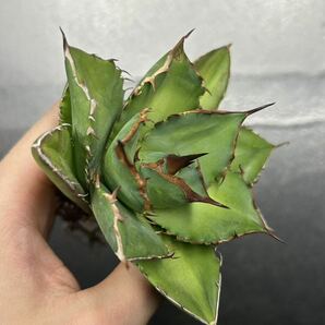 多肉植物 【特選】 アガベ agave titanota チタノタ『宝珠』 強棘 2の画像7