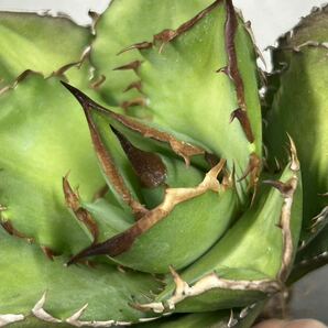 多肉植物 【特選】 アガベ agave titanota チタノタ『宝珠』 強棘 4の画像7