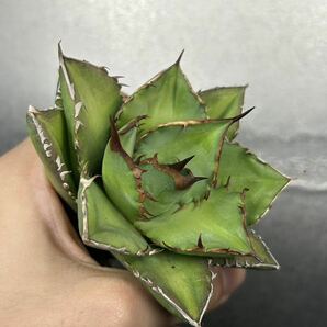 多肉植物 【特選】 アガベ agave titanota チタノタ『宝珠』 強棘 4の画像4